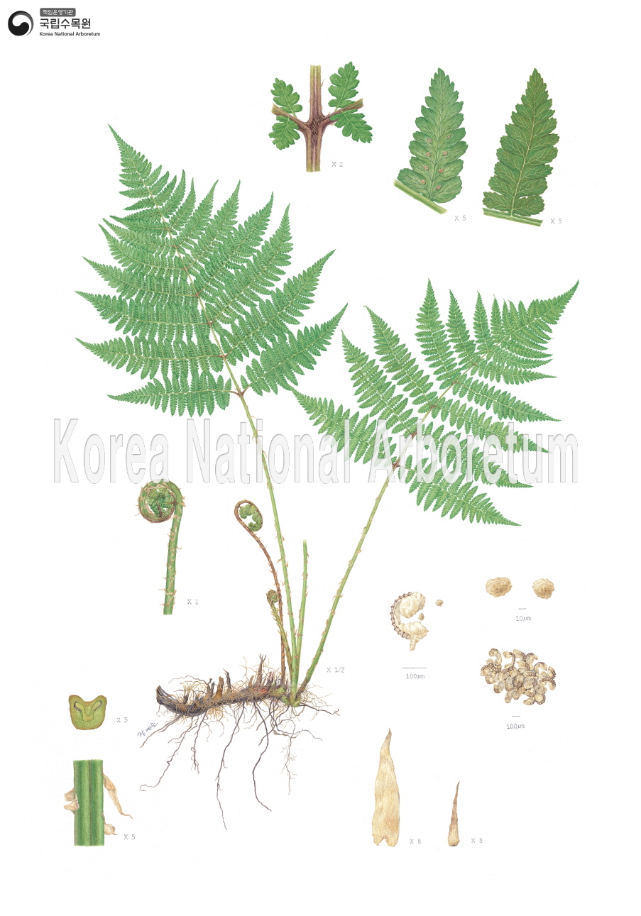 Plant Illustration Detailed View