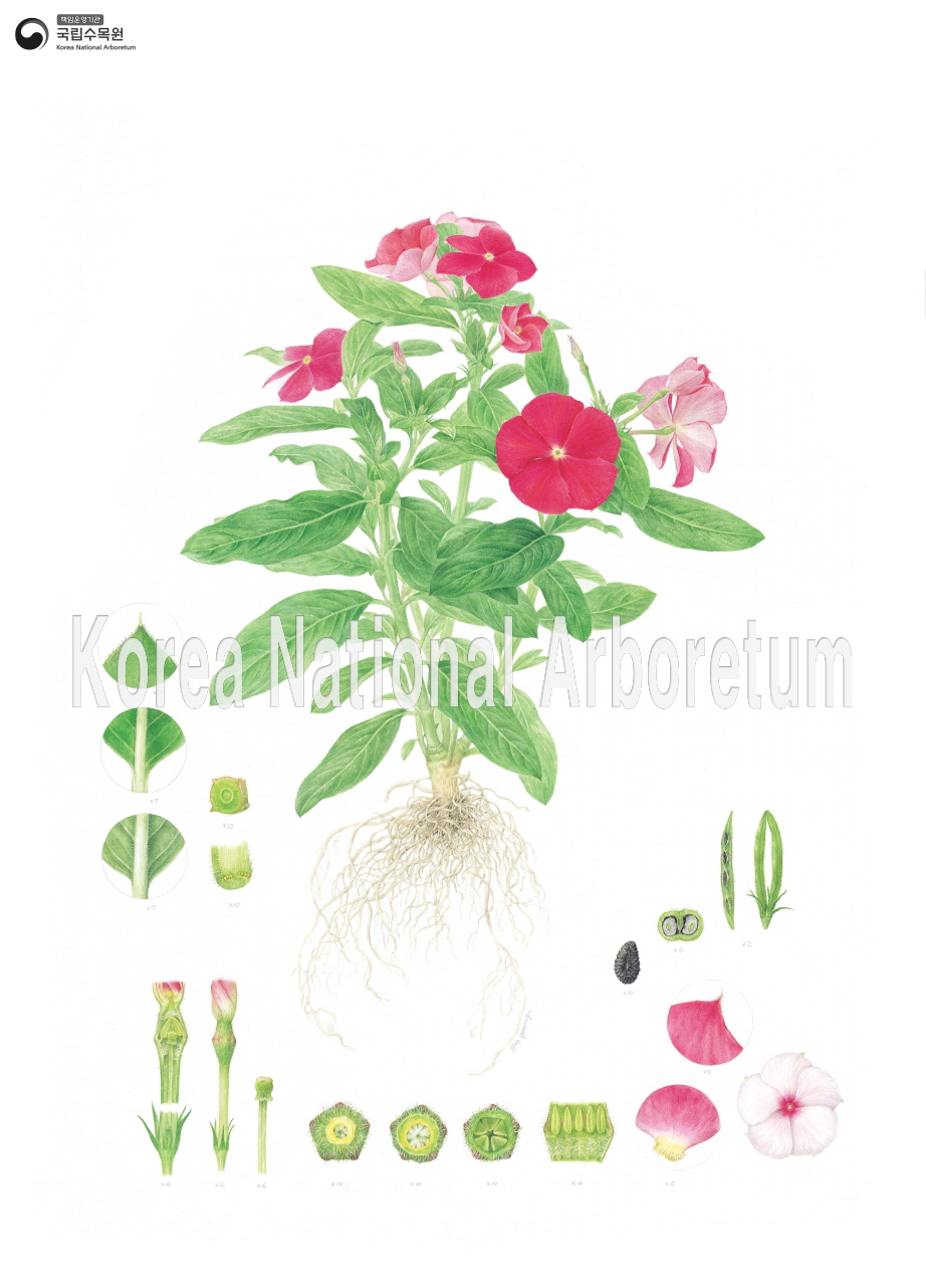 Plant Illustration Detailed View