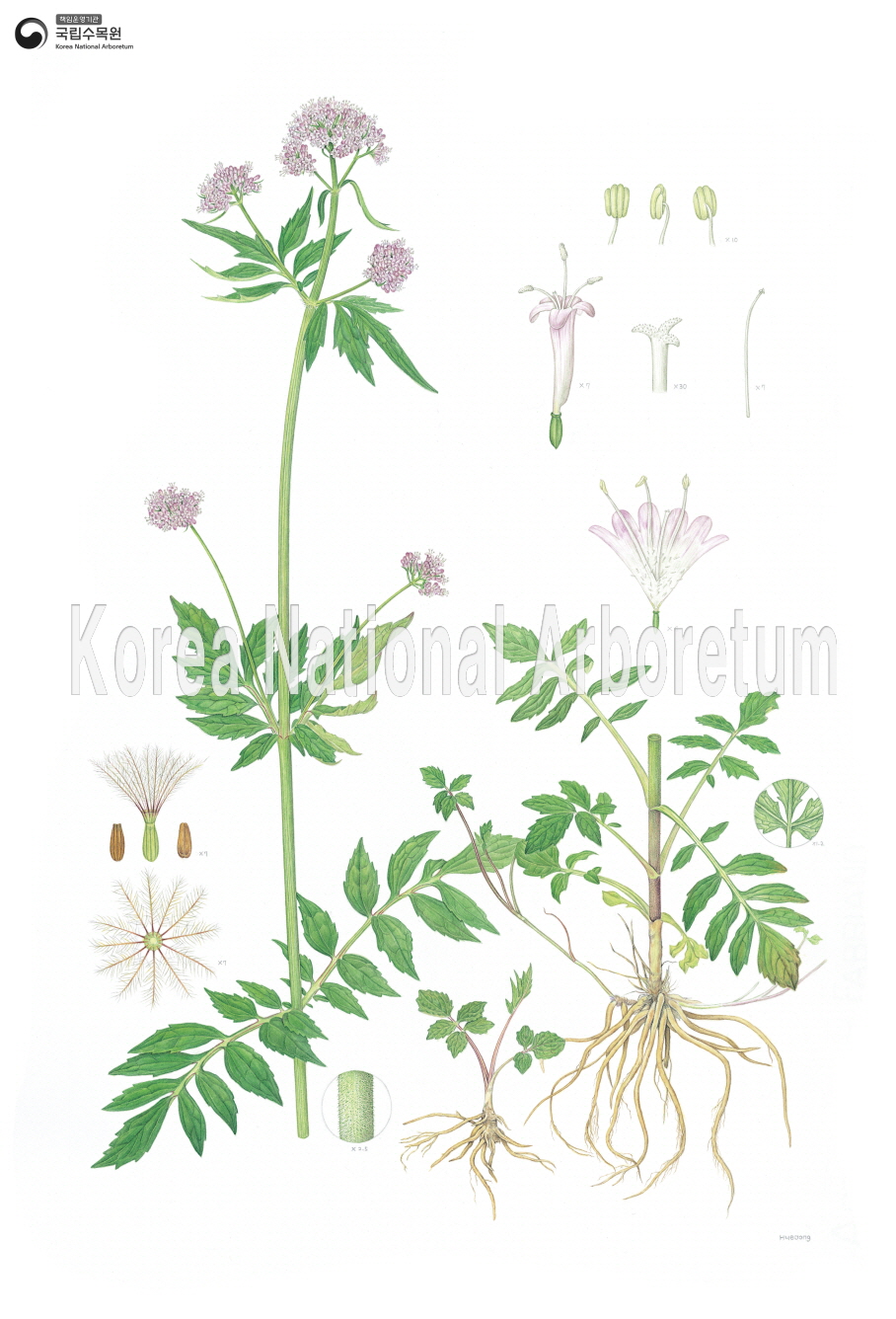 Plant Illustration Detailed View