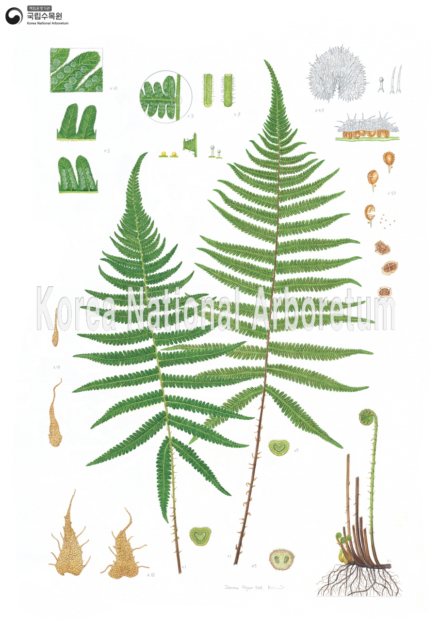 Plant Illustration Detailed View