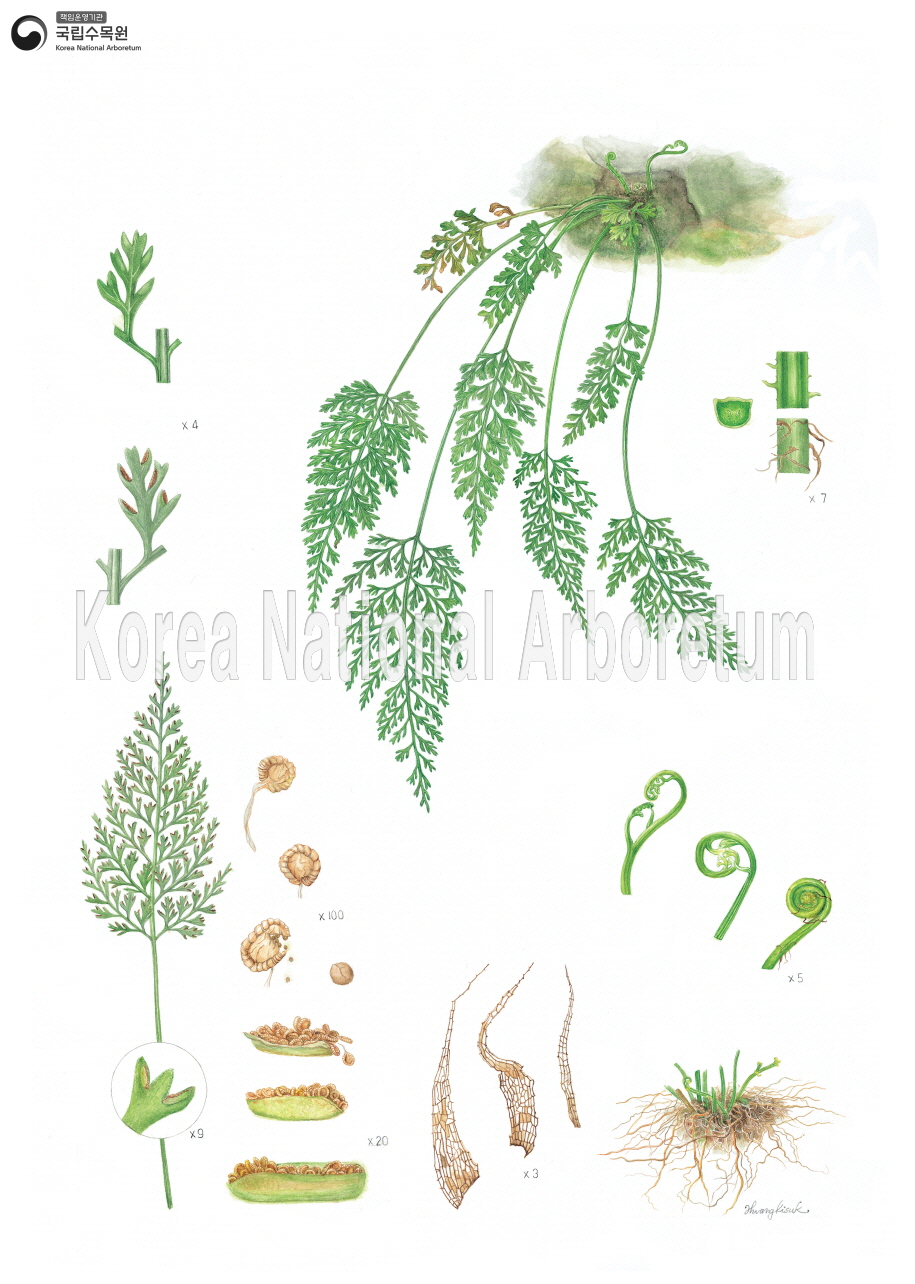 Plant Illustration Detailed View