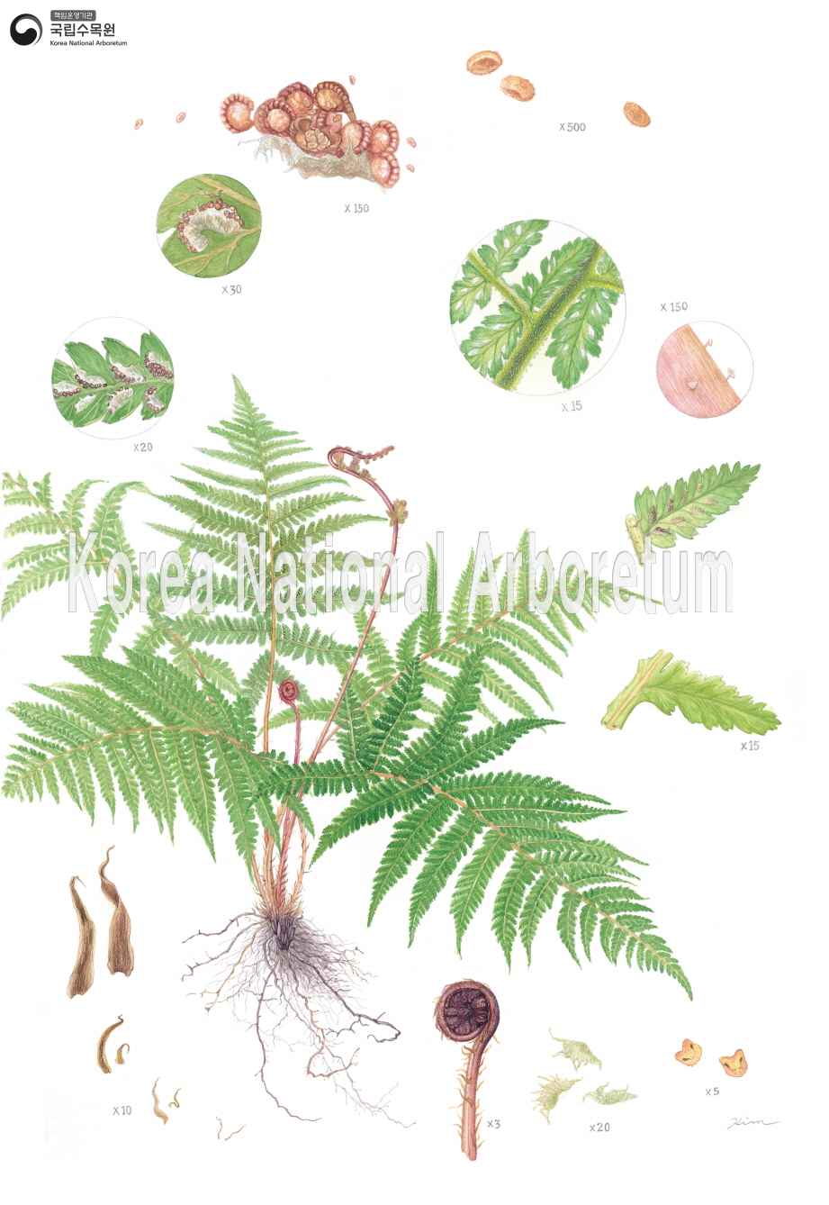 Plant Illustration Detailed View