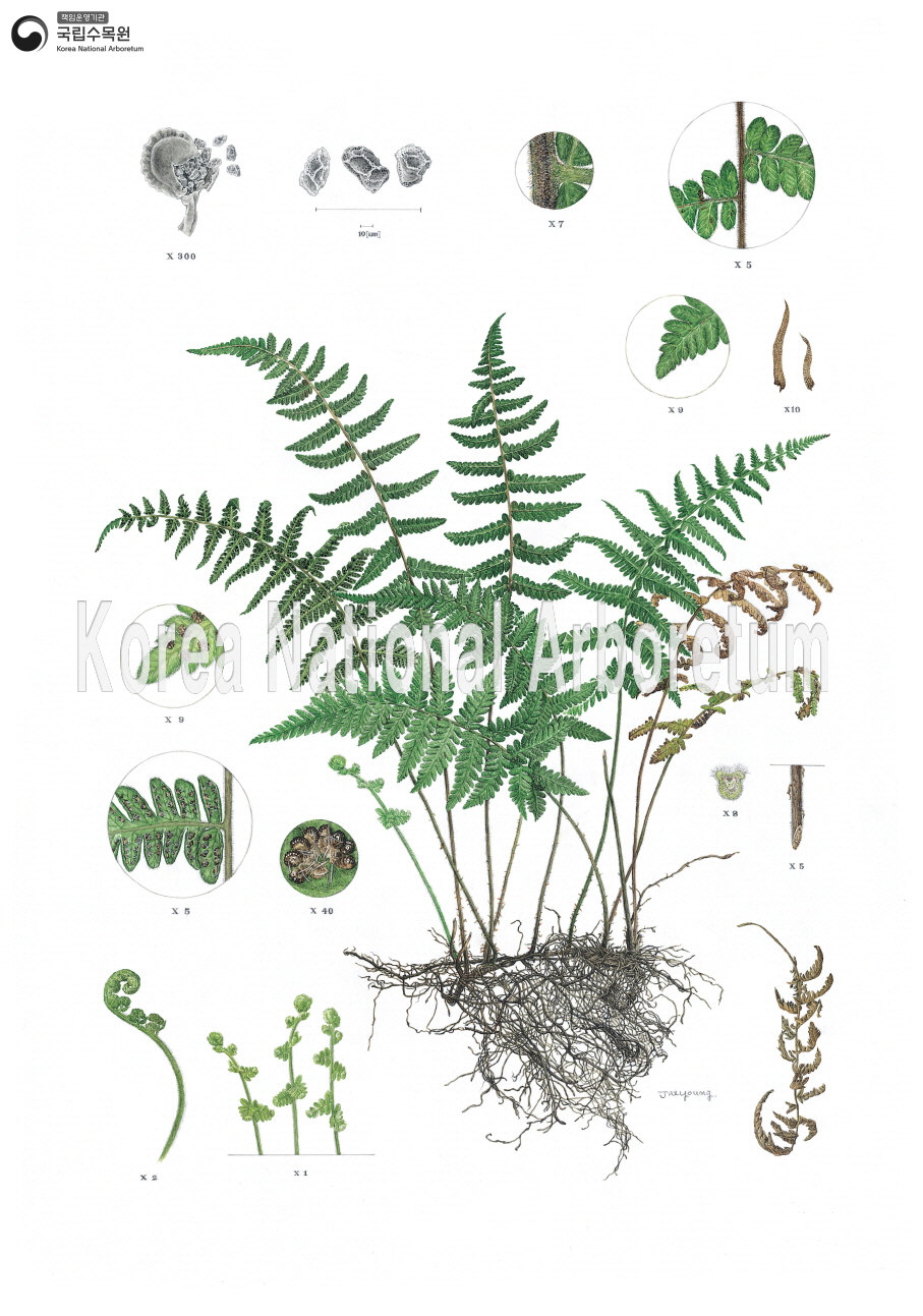 Plant Illustration Detailed View