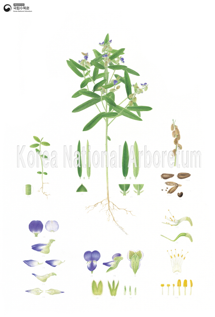 Plant Illustration Detailed View