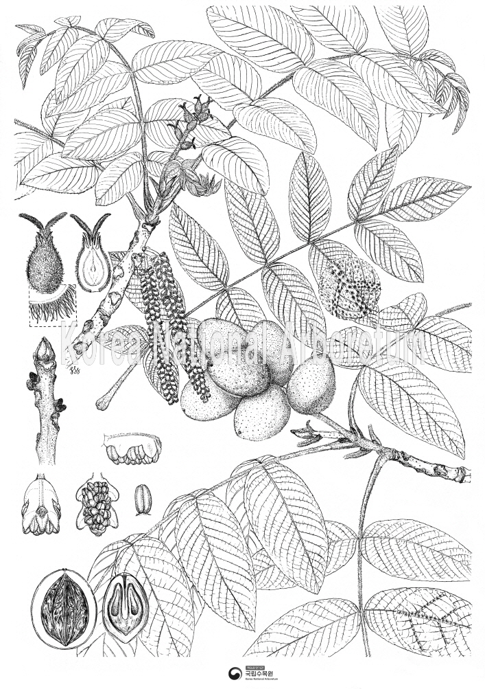 Plant Illustration Detailed View