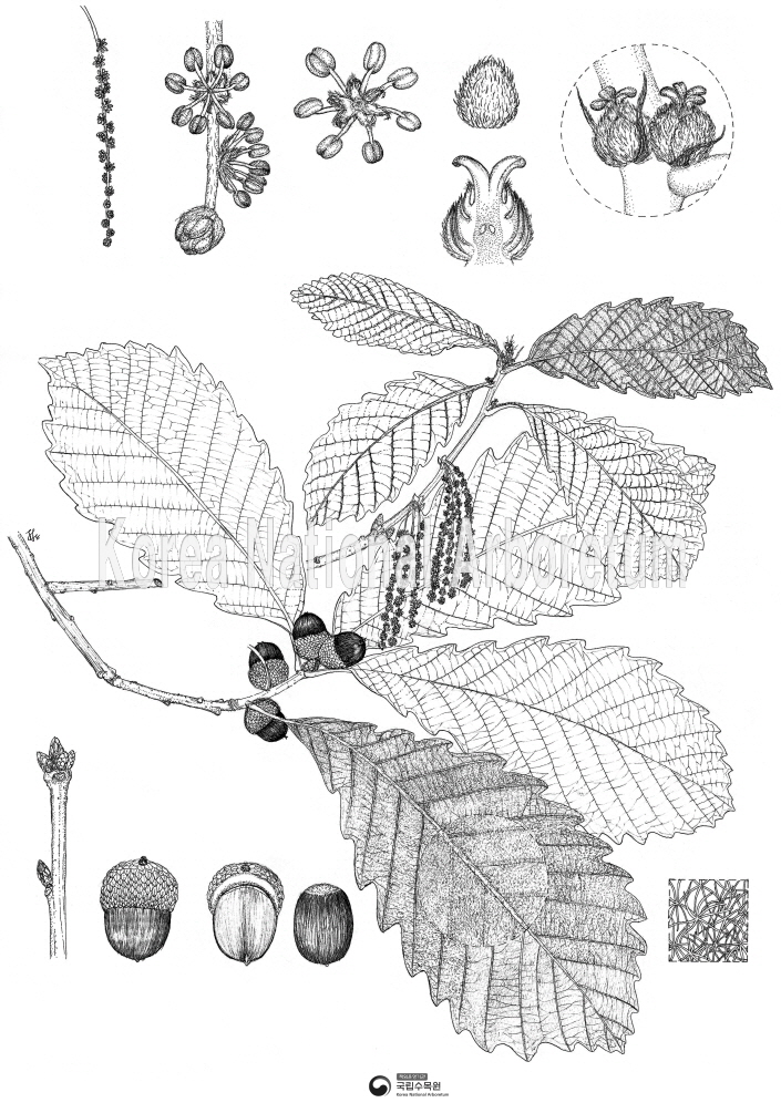 Plant Illustration Detailed View