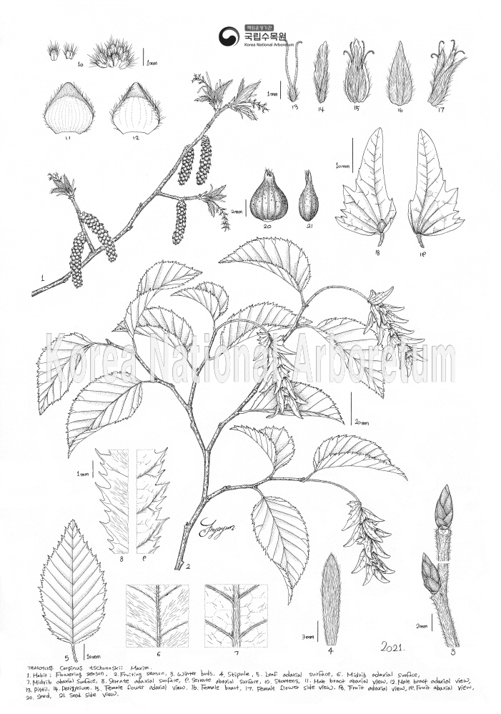 Plant Illustration Detailed View