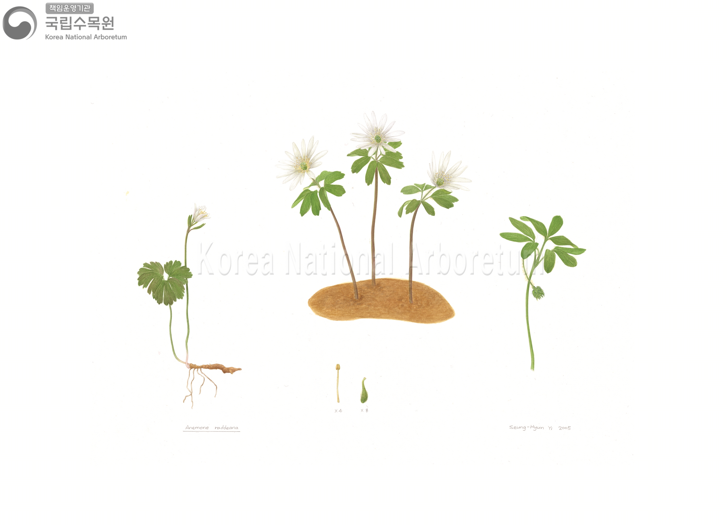 Plant Illustration Detailed View