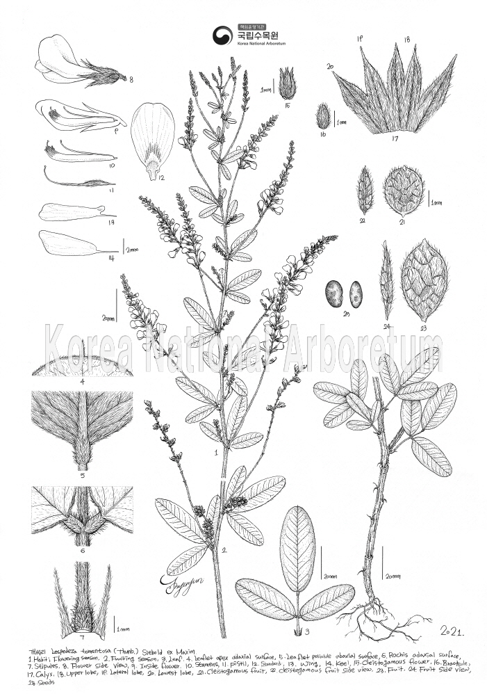 Plant Illustration Detailed View