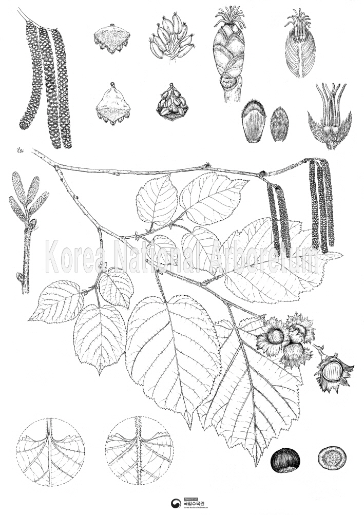 Plant Illustration Detailed View