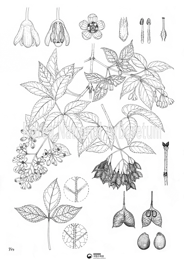 Plant Illustration Detailed View