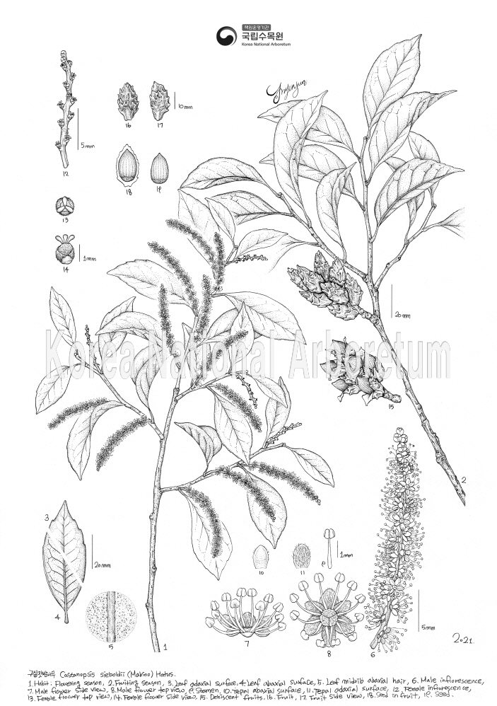 Plant Illustration Detailed View