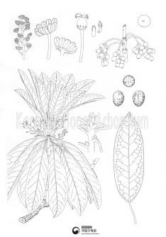 굴거리나무 세밀화이미지