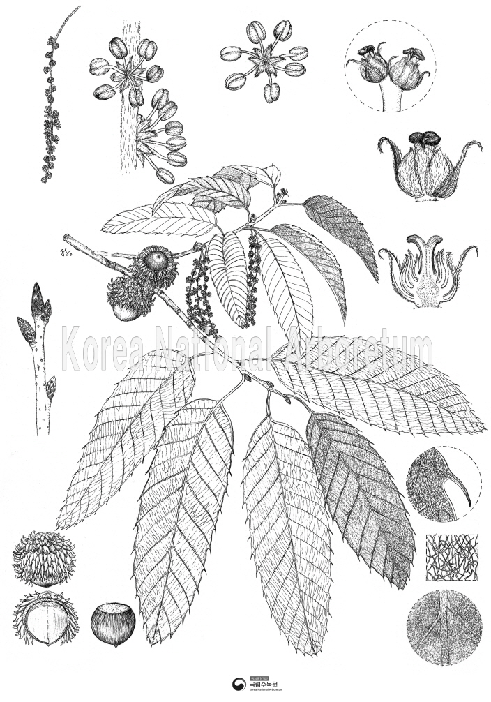 Plant Illustration Detailed View