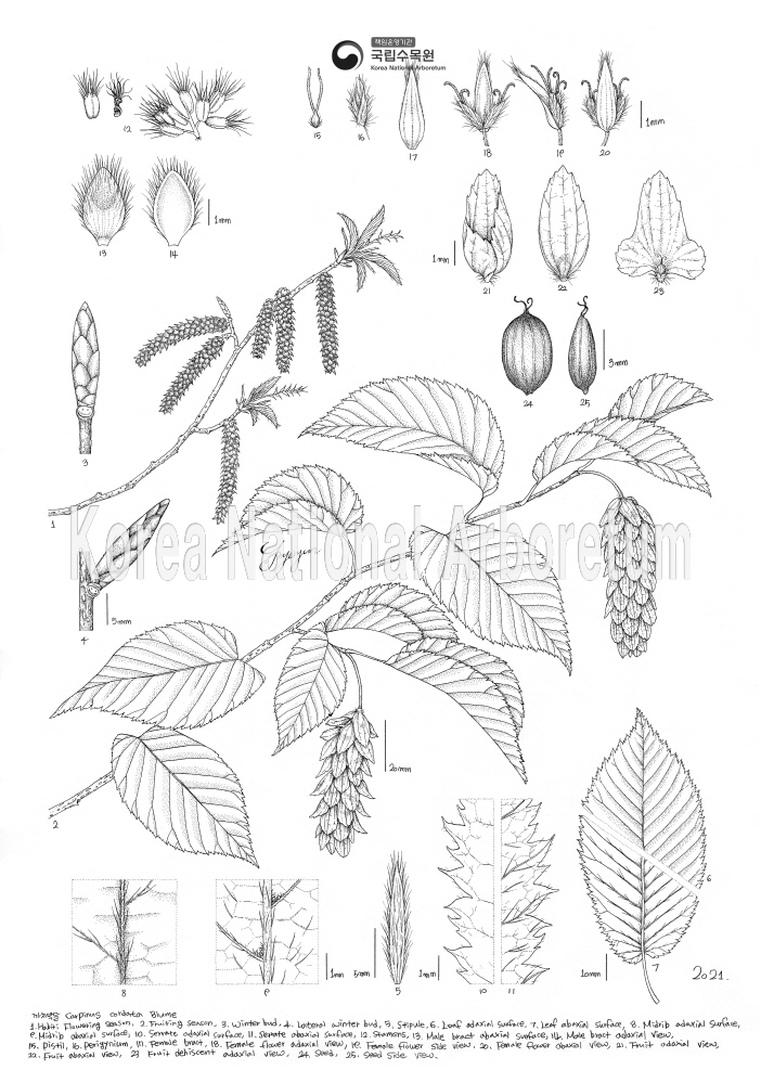 Plant Illustration Detailed View