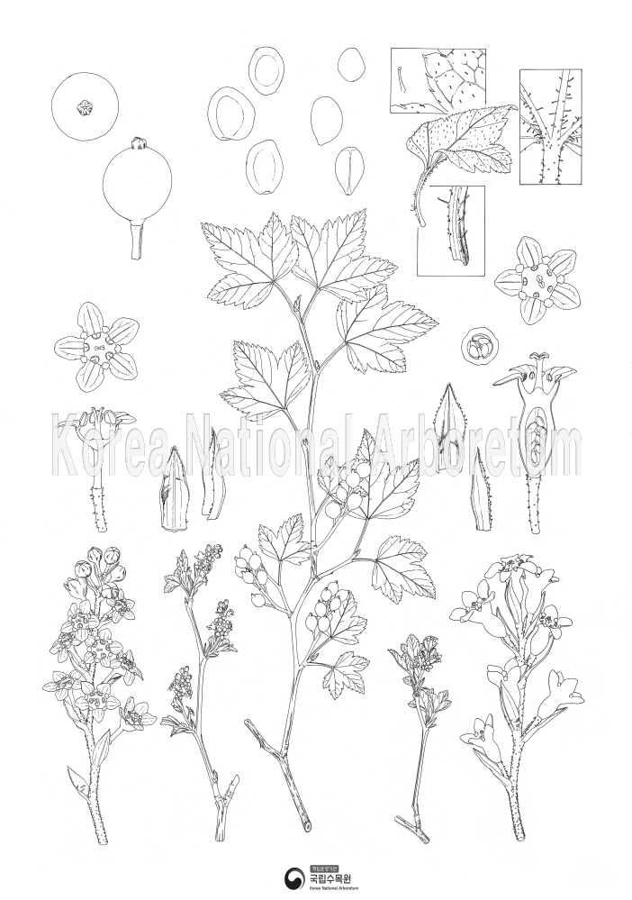 Plant Illustration Detailed View