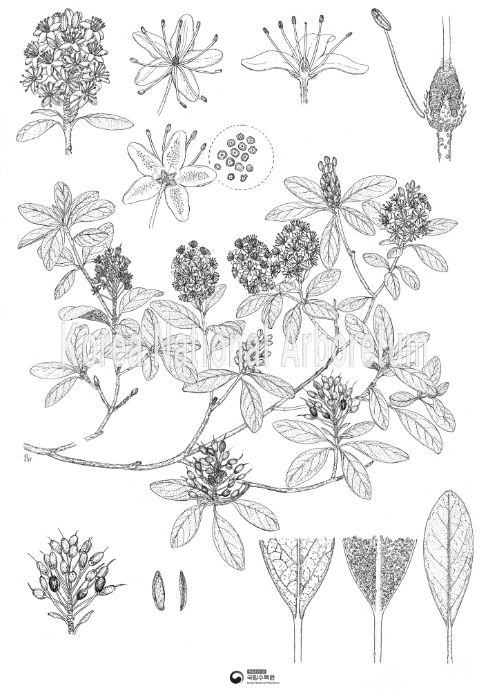 Plant Illustration Detailed View