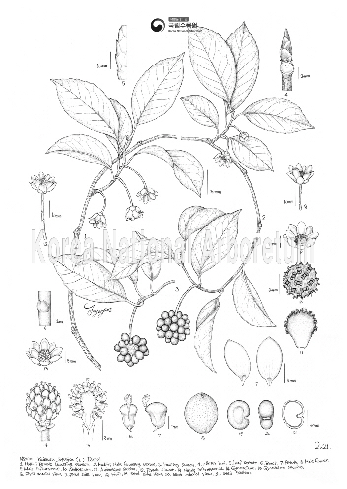 Plant Illustration Detailed View