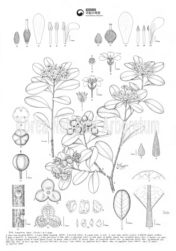 Plant Illustration Detailed View