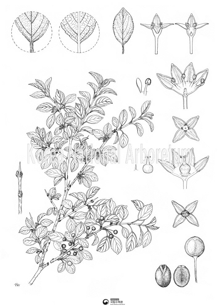 Plant Illustration Detailed View