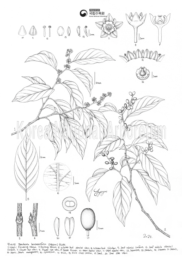 Plant Illustration Detailed View