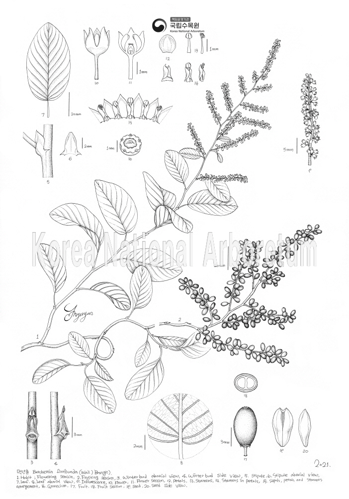 Plant Illustration Detailed View