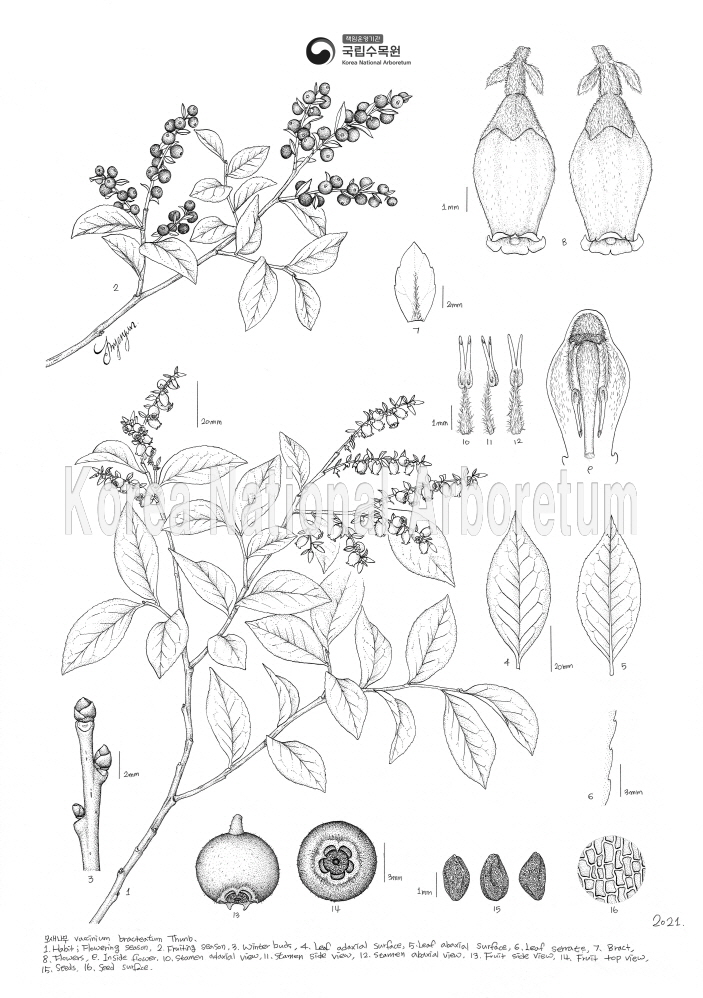 Plant Illustration Detailed View