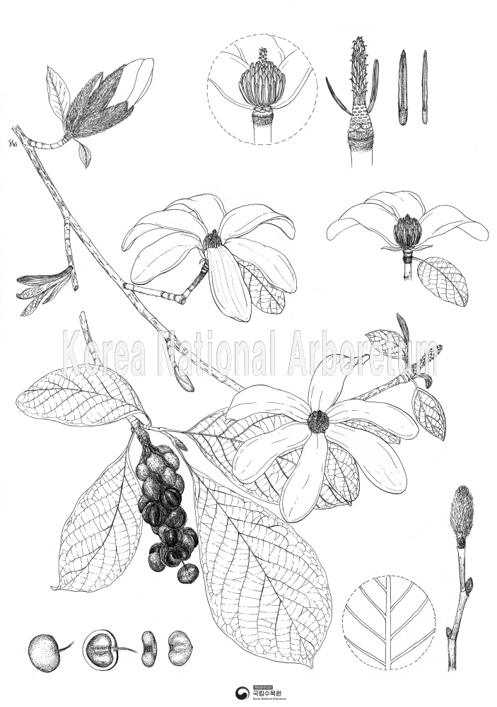 Plant Illustration Detailed View