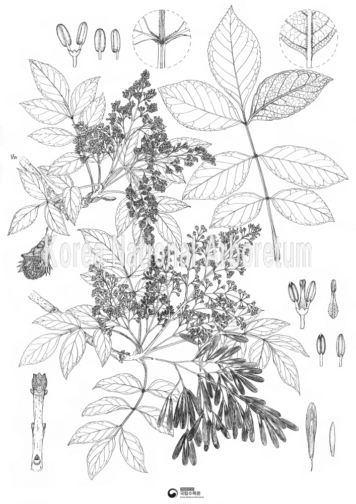 Plant Illustration Detailed View