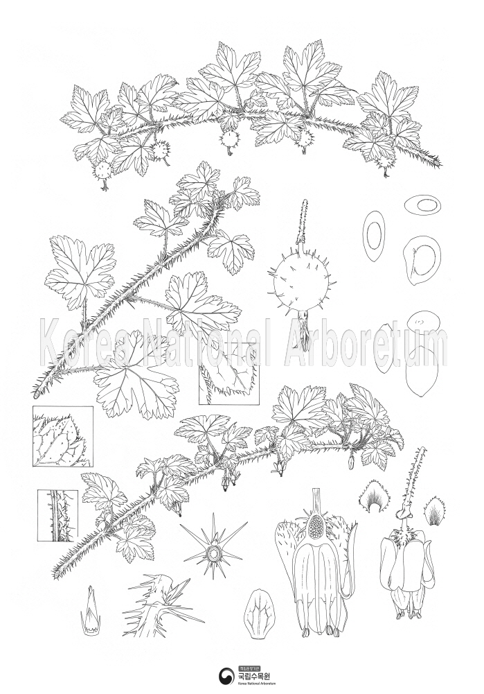 Plant Illustration Detailed View