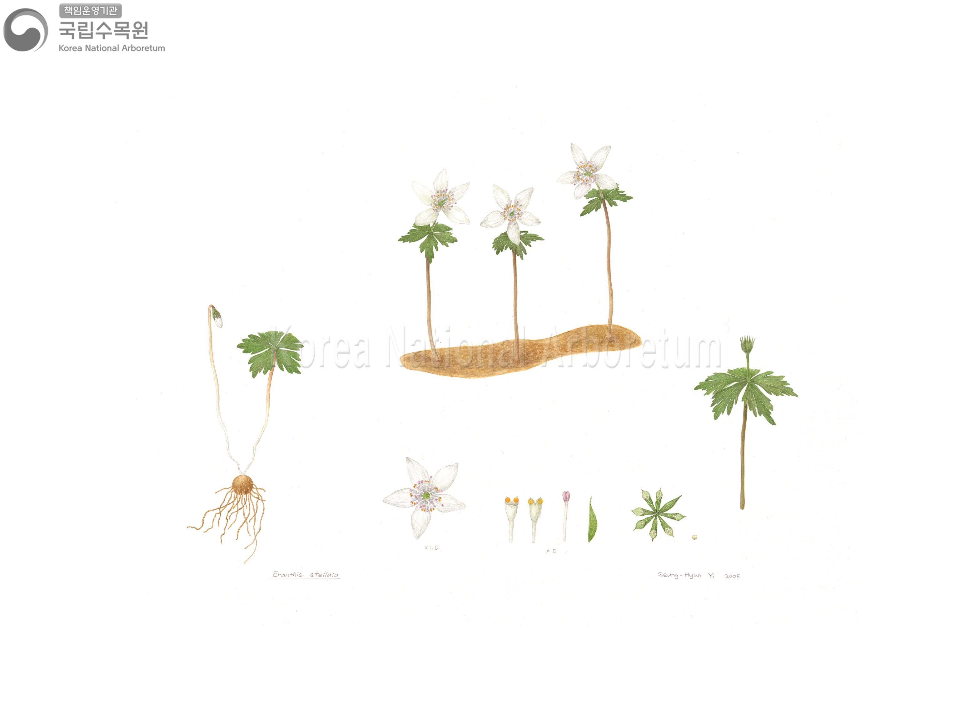 Plant Illustration Detailed View