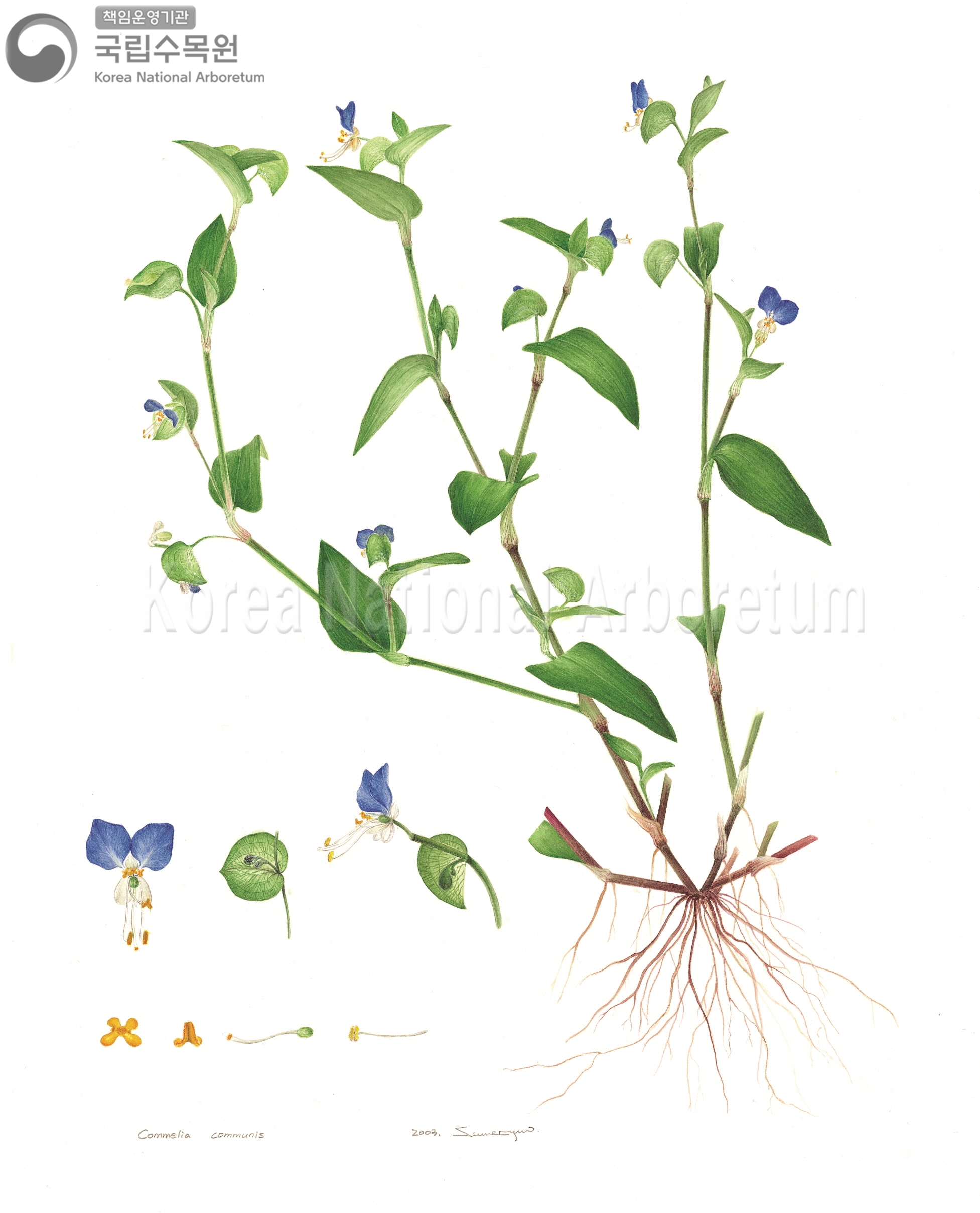 Plant Illustration Detailed View