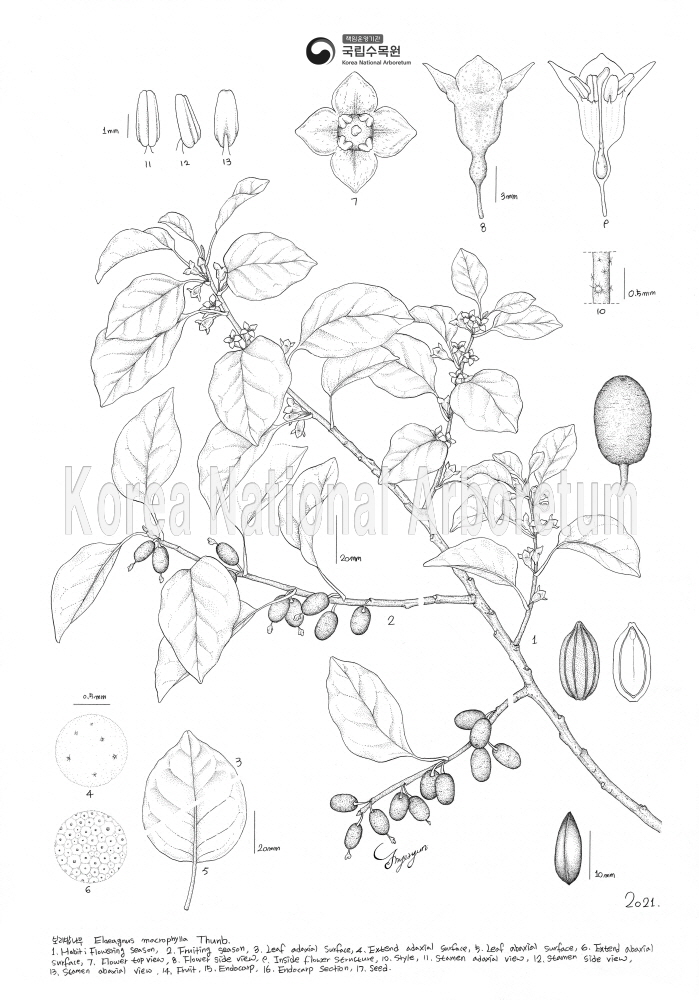 Plant Illustration Detailed View