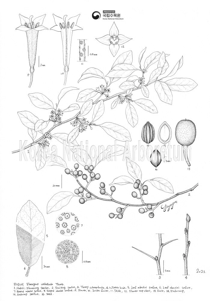 Plant Illustration Detailed View