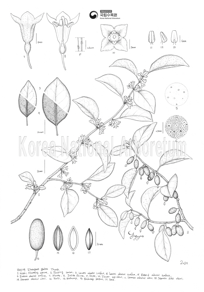 Plant Illustration Detailed View