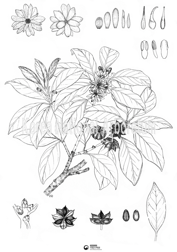 Plant Illustration Detailed View