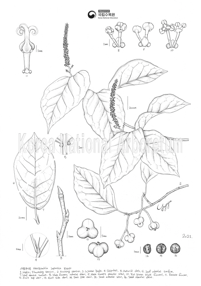 Plant Illustration Detailed View