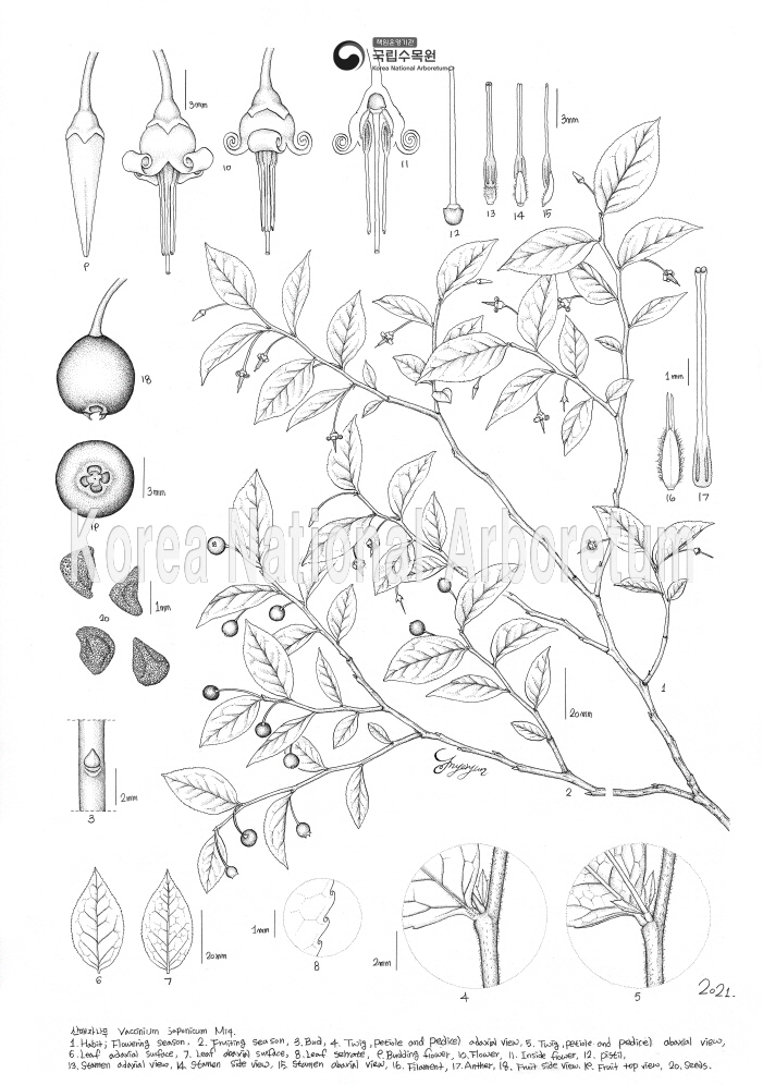 Plant Illustration Detailed View