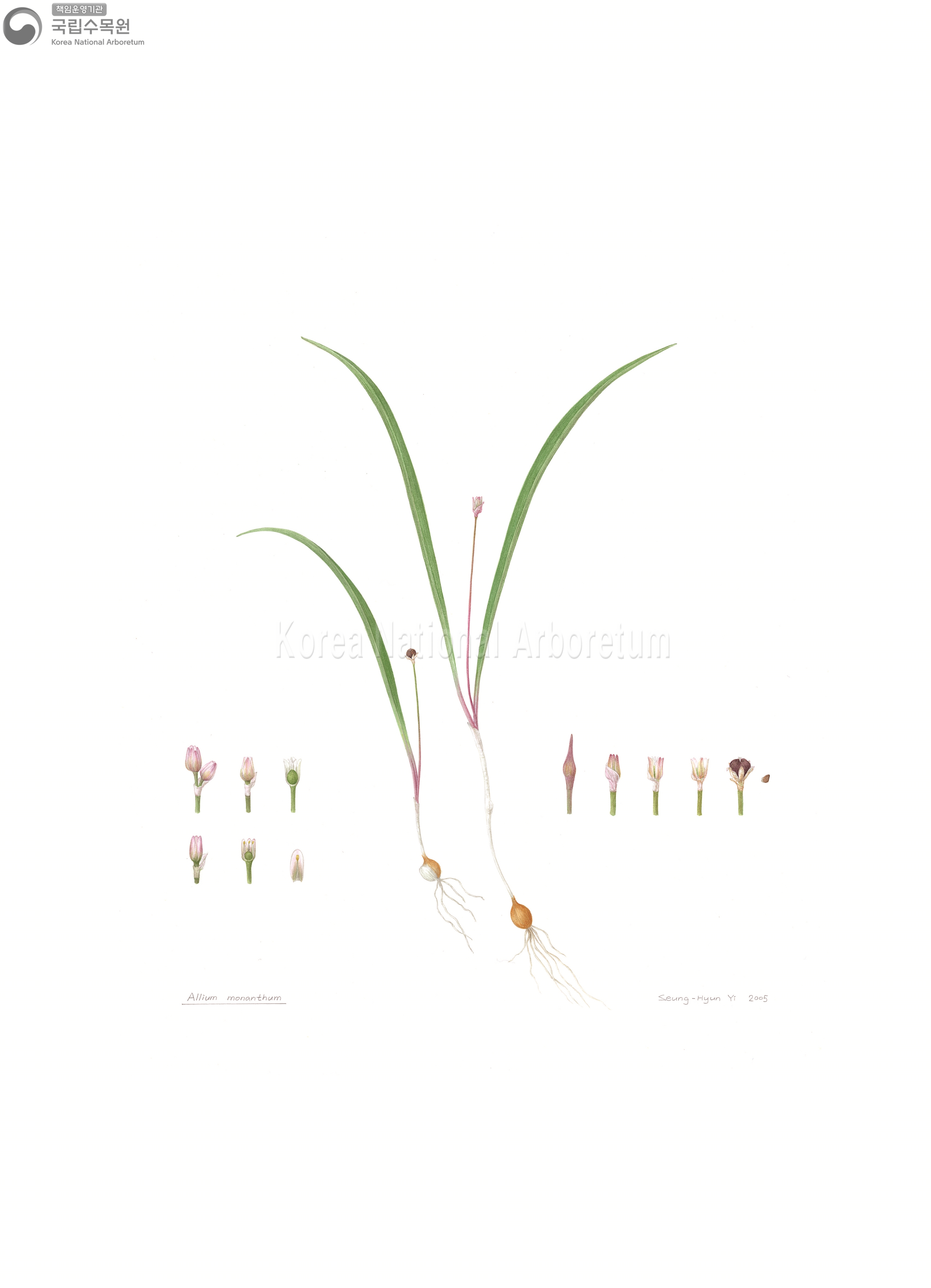 Plant Illustration Detailed View