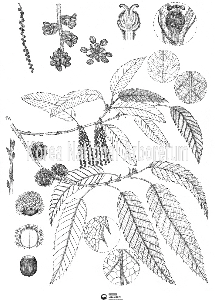 Plant Illustration Detailed View