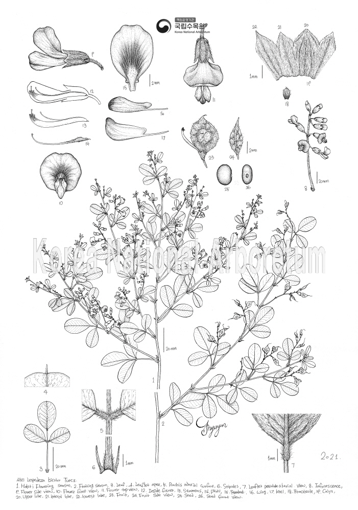 Plant Illustration Detailed View