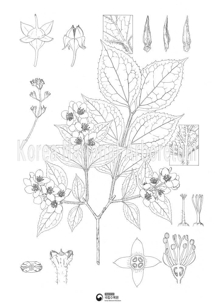 Plant Illustration Detailed View