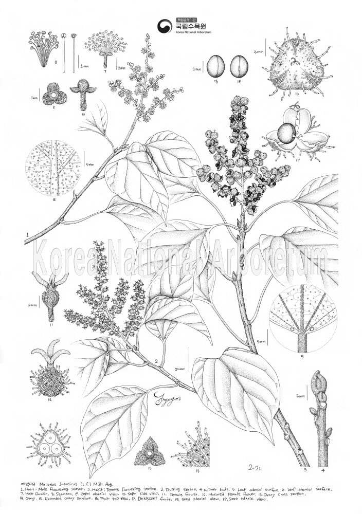 Plant Illustration Detailed View