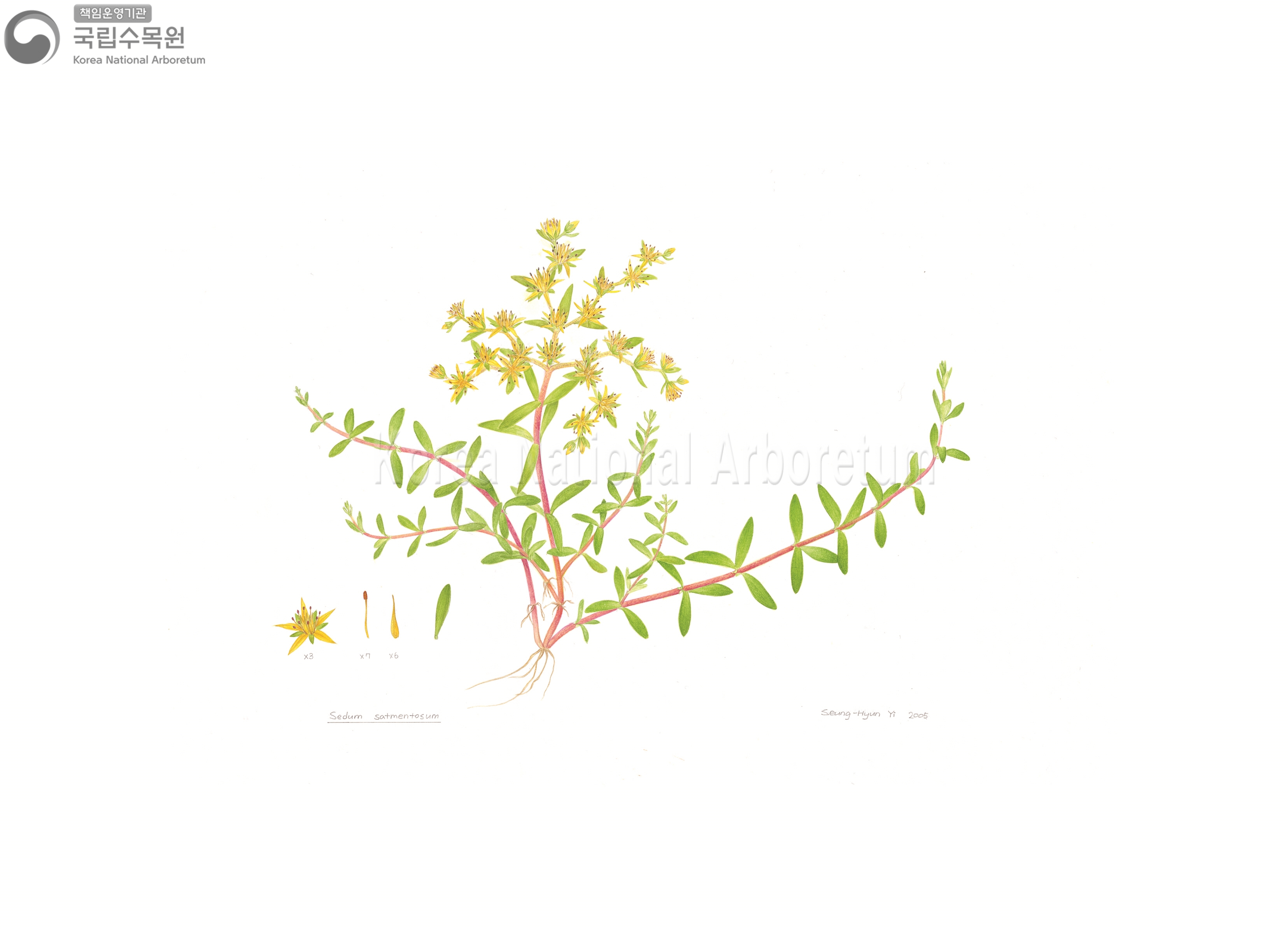 Plant Illustration Detailed View