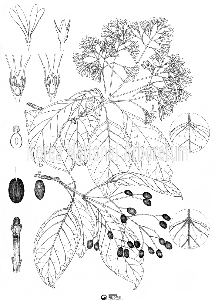 Plant Illustration Detailed View