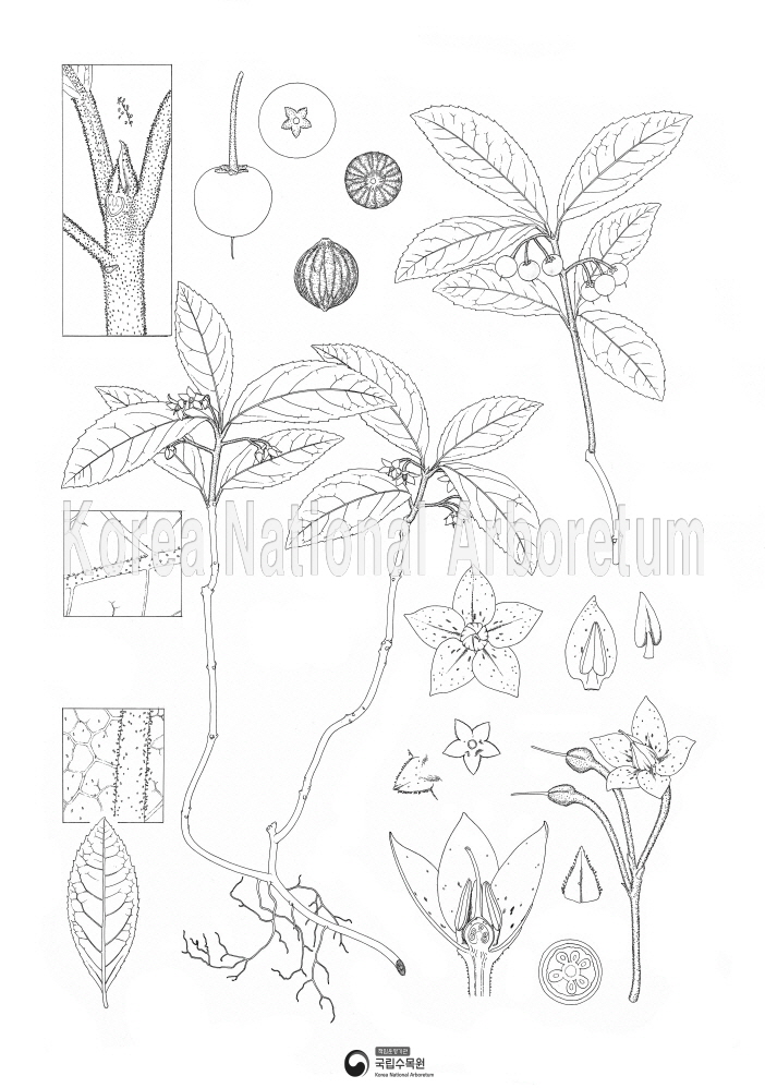 Plant Illustration Detailed View