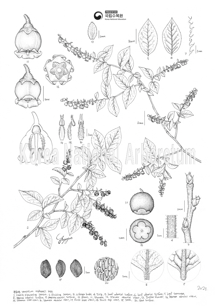 Plant Illustration Detailed View