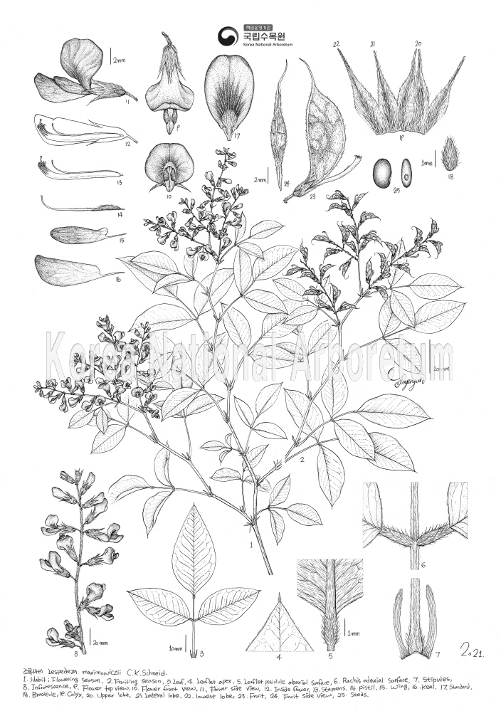 Plant Illustration Detailed View