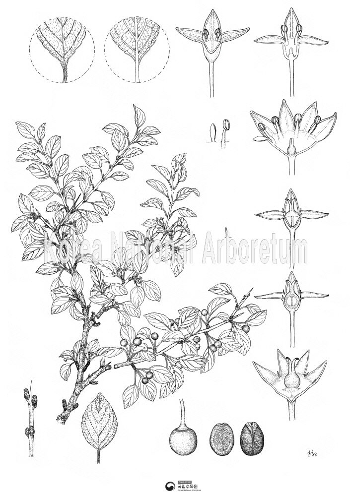 Plant Illustration Detailed View