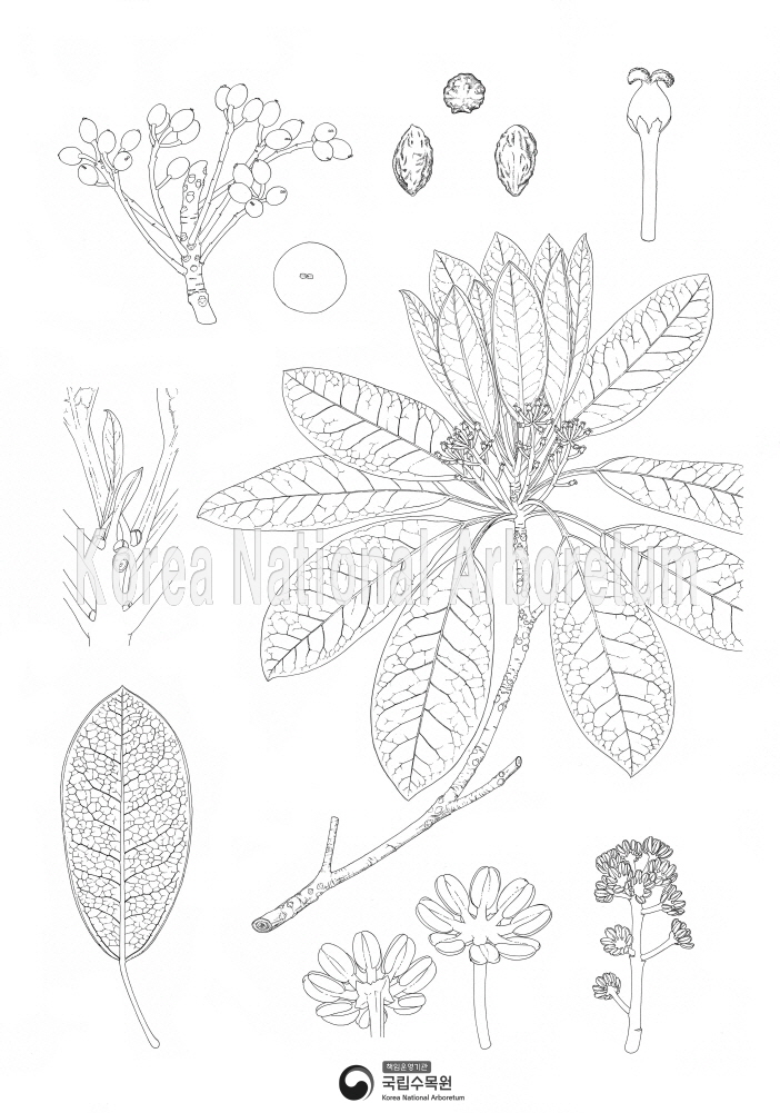 Plant Illustration Detailed View